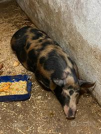 Scrofa