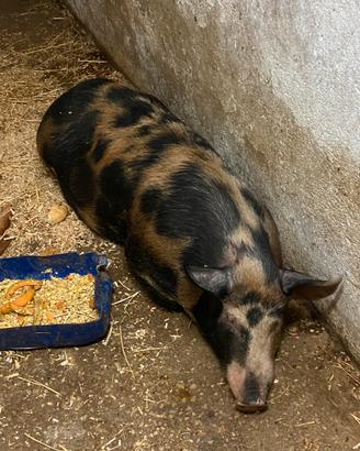 Scrofa