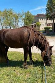 Pony