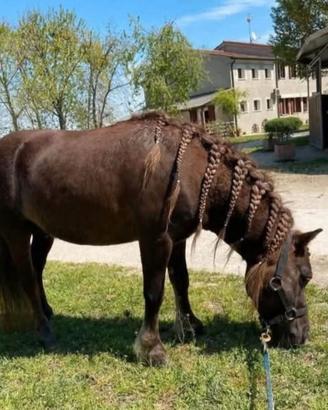 Pony