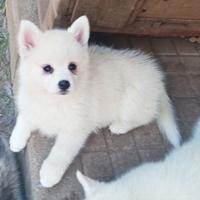 Rari Pomsky ( mini husky)