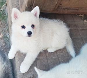 Rari Pomsky ( mini husky)