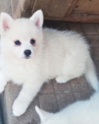 Rari Pomsky ( mini husky)
