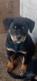 Reg cucciolo misto rottweiler