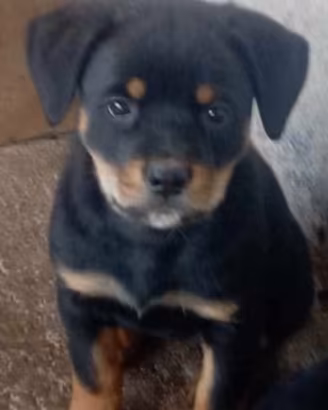 Reg cucciolo misto rottweiler