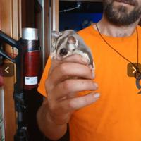 Petauri dello zucchero