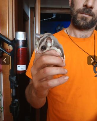 Petauri dello zucchero