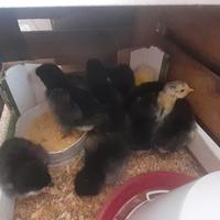Pulcini australorp marans