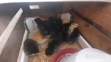 Pulcini australorp marans