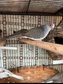 Tortore diamantine coppia