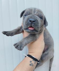 Cuccioli di cane corso