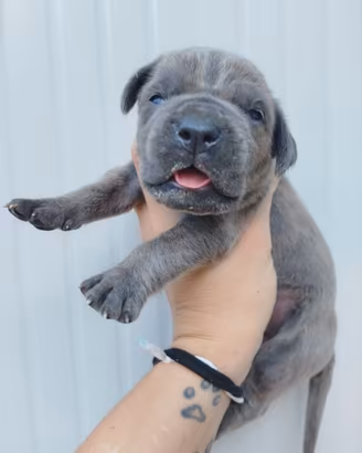 Cuccioli di cane corso