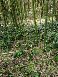 Bamboo 
