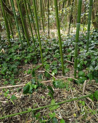 Bamboo 