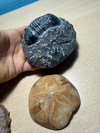 Fossili e minerali