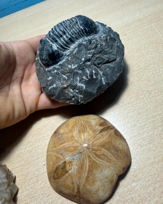 Fossili e minerali