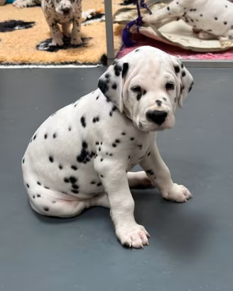 Cucciolo di Dalmata con Pedigree NON Udente