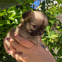 Femmina chihuahua