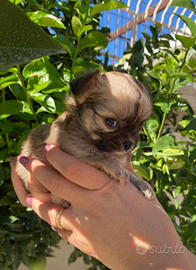 Femmina chihuahua