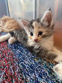 Cucciole di gatto Norvegese delle foreste