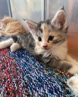 Cucciole di gatto Norvegese delle foreste