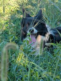 Border collie per monte