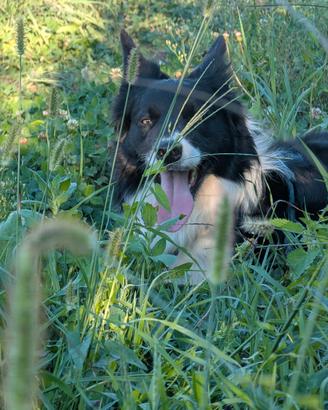 Border collie per monte
