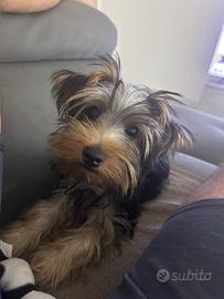 Yorkshire Terrier