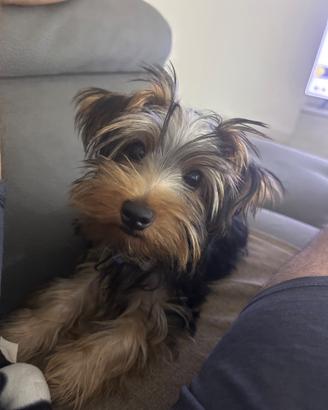 Yorkshire Terrier