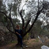 legna da ardere ulivo tagliata