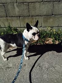 Bulldog francese per monta