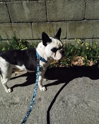 Bulldog francese per monta