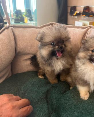 Spitz Pomerania maschio con peddegre 