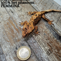 Geco ciliatus superdalmatian 100% het phantom