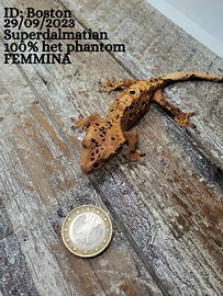 Geco ciliatus superdalmatian 100% het phantom