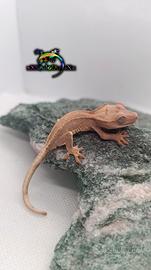 Geco Ciliatus ID: FOxBA-U7-20260705