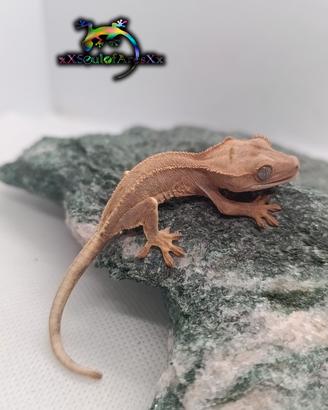 Geco Ciliatus ID: FOxBA-U7-20260705