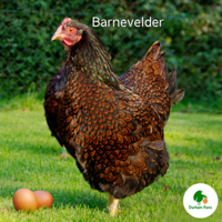 Galline Barnevelder