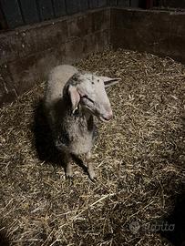 Agnello ARR/ARR
