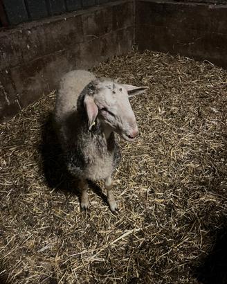Agnello ARR/ARR