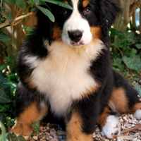 Cuccioli bovaro del bernese - ultime disponibilita