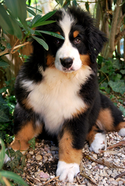 Cuccioli bovaro del bernese - ultime disponibilita