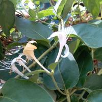 lonicera caprifolium