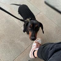 Bassottina per il mio bassottino