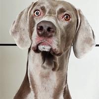 Bracco Weimaraner maschio 7 anni pedigree