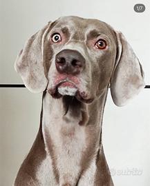Bracco Weimaraner maschio 7 anni pedigree