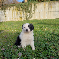 Cuccioli Border Collie