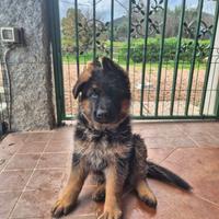 Cucciolo pastore tedesco