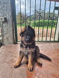 Cucciolo pastore tedesco