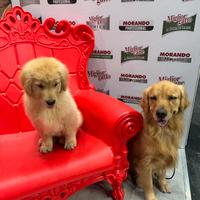 Golden Retriever americani